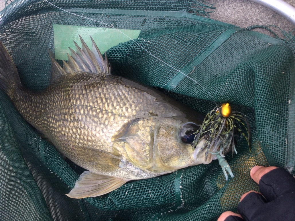 Fish moving with changing water levels | South Burnett